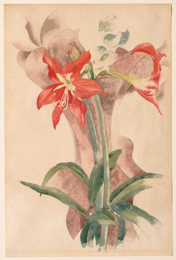 Amaryllis — artwork